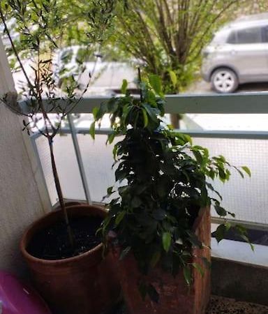 Cozy Apartment In Athens! Kültér fotó